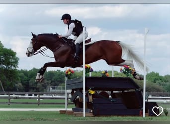 Hannoveraner, Wallach, 9 Jahre, 170 cm, Tobiano-alle-Farben