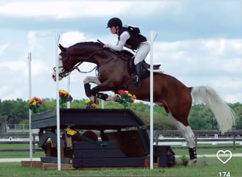 Hannoveraner, Wallach, 9 Jahre, 170 cm, Tobiano-alle-Farben