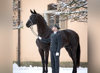 Hannoveraner, Wallach, 9 Jahre, 171 cm