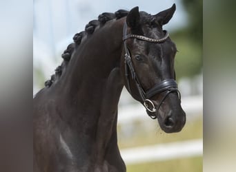 Hannoveraner, Wallach, 9 Jahre, 171 cm