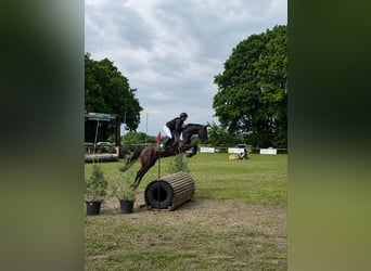 Hannoveraner, Wallach, 9 Jahre, 171 cm, Dunkelfuchs