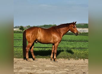 Hannoveraner, Wallach, 9 Jahre, 171 cm, Fuchs