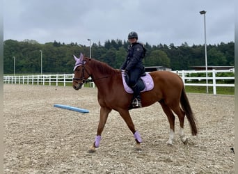Hannoveraner, Wallach, 9 Jahre, 171 cm, Fuchs