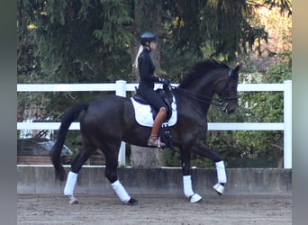 Hannoveraner, Wallach, 9 Jahre, 171 cm, Schwarzbrauner