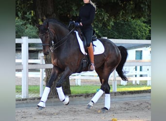 Hannoveraner, Wallach, 9 Jahre, 171 cm, Schwarzbrauner