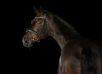 Hannoveraner, Wallach, 9 Jahre, 171 cm, Schwarzbrauner