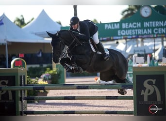 Hannoveraner, Wallach, 9 Jahre, 171 cm