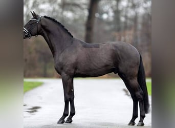 Hannoveraner, Wallach, 9 Jahre, 171 cm