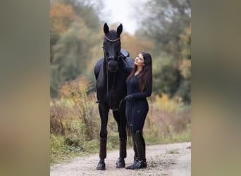 Hannoveraner, Wallach, 9 Jahre, 171 cm