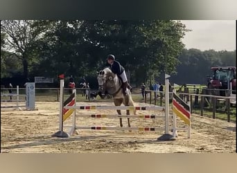 Hannoveraner, Wallach, 9 Jahre, 172 cm, Apfelschimmel