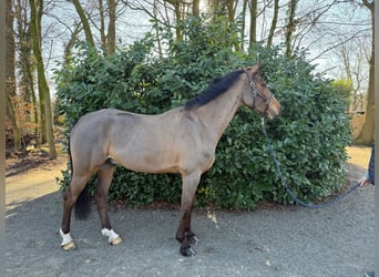 Hannoveraner, Wallach, 9 Jahre, 172 cm, Brauner