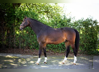 Hannoveraner, Wallach, 9 Jahre, 172 cm, Dunkelbrauner