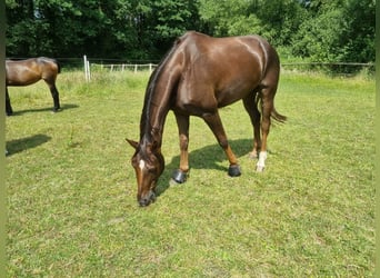 Hannoveraner, Wallach, 9 Jahre, 172 cm, Dunkelfuchs