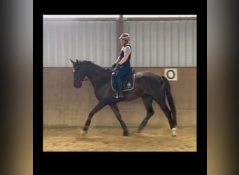 Hannoveraner, Wallach, 9 Jahre, 172 cm, Dunkelfuchs