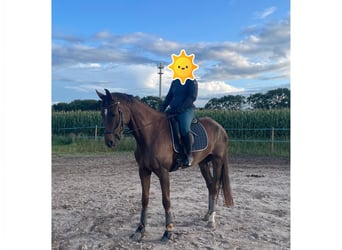 Hannoveraner, Wallach, 9 Jahre, 172 cm, Fuchs