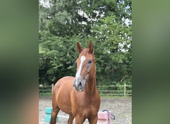 Hannoveraner, Wallach, 9 Jahre, 172 cm, Fuchs