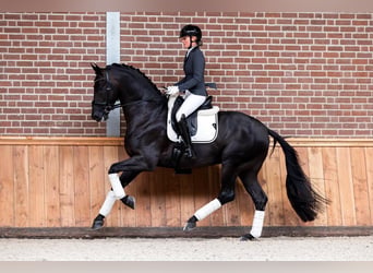 Hannoveraner, Wallach, 9 Jahre, 172 cm, Rappe