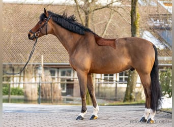 Hannoveraner, Wallach, 9 Jahre, 173 cm, Brauner