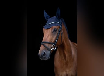 Hannoveraner, Wallach, 9 Jahre, 173 cm, Brauner