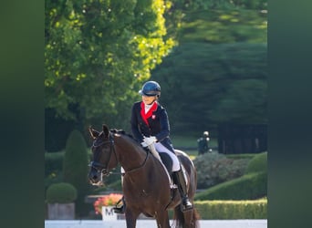 Hannoveraner, Wallach, 9 Jahre, 173 cm