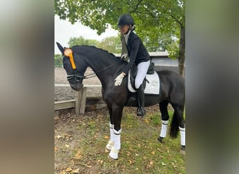 Hannoveraner, Wallach, 9 Jahre, 173 cm