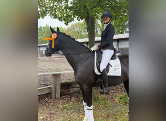 Hannoveraner, Wallach, 9 Jahre, 173 cm