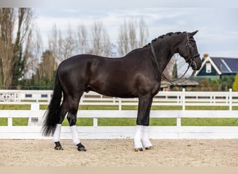 Hannoveraner, Wallach, 9 Jahre, 173 cm