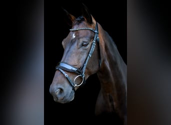Hannoveraner, Wallach, 9 Jahre, 173 cm, Dunkelbrauner