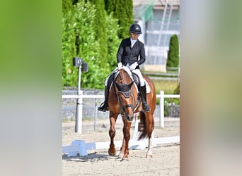 Hannoveraner, Wallach, 9 Jahre, 173 cm, Fuchs