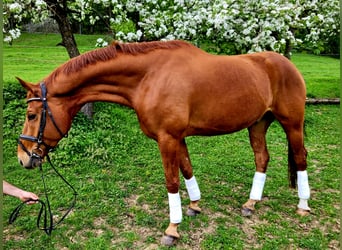 Hannoveraner, Wallach, 9 Jahre, 173 cm, Fuchs