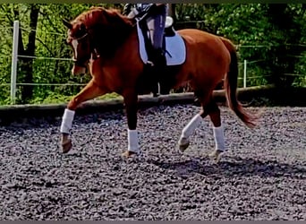 Hannoveraner, Wallach, 9 Jahre, 173 cm, Fuchs
