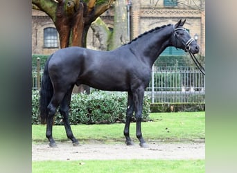 Hannoveraner, Wallach, 9 Jahre, 173 cm, Rappe