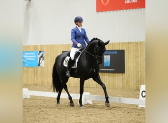 Hannoveraner, Wallach, 9 Jahre, 173 cm, Rappe
