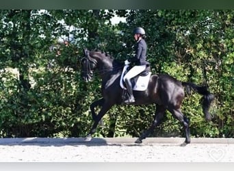 Hannoveraner, Wallach, 9 Jahre, 173 cm, Rappe