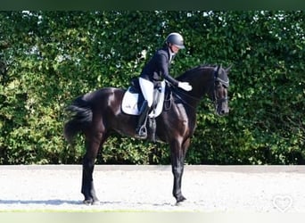 Hannoveraner, Wallach, 9 Jahre, 173 cm, Rappe