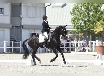 Hannoveraner, Wallach, 9 Jahre, 173 cm, Rappe