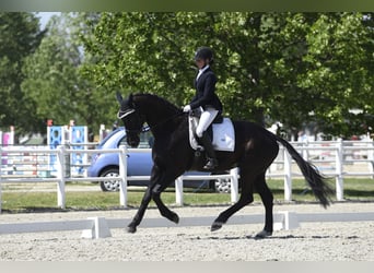 Hannoveraner, Wallach, 9 Jahre, 173 cm, Rappe