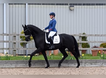 Hannoveraner, Wallach, 9 Jahre, 173 cm, Rappe