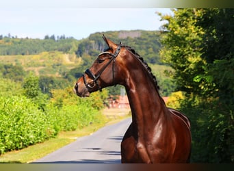 Hannoveraner, Wallach, 9 Jahre, 173 cm, Schwarzbrauner