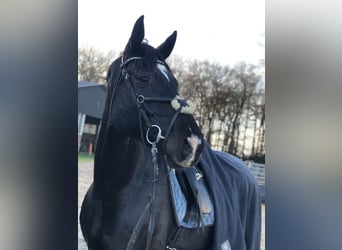 Hannoveraner, Wallach, 9 Jahre, 173 cm, Schwarzbrauner