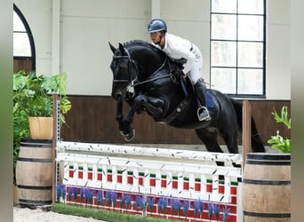 Hannoveraner, Wallach, 9 Jahre, 173 cm