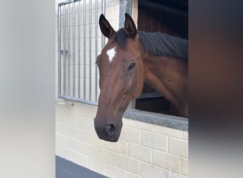 Hannoveraner, Wallach, 9 Jahre, 174 cm, Brauner