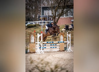 Hannoveraner, Wallach, 9 Jahre, 174 cm, Brauner