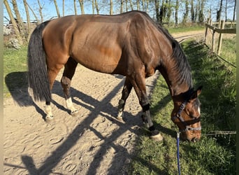 Hannoveraner, Wallach, 9 Jahre, 174 cm, Brauner