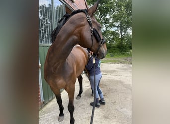 Hannoveraner, Wallach, 9 Jahre, 174 cm, Dunkelbrauner