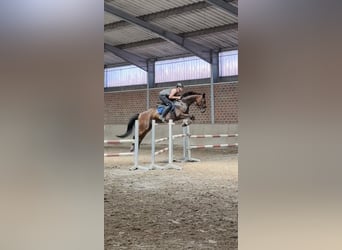Hannoveraner, Wallach, 9 Jahre, 174 cm, Dunkelbrauner