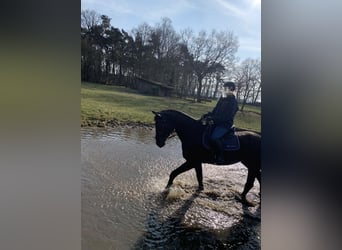 Hannoveraner, Wallach, 9 Jahre, 174 cm, Dunkelbrauner