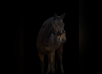 Hannoveraner, Wallach, 9 Jahre, 174 cm, Dunkelbrauner
