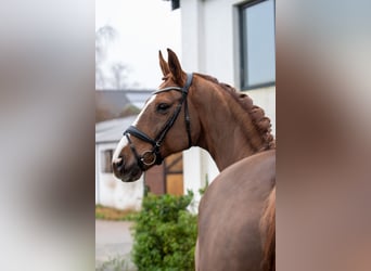 Hannoveraner, Wallach, 9 Jahre, 174 cm, Dunkelfuchs