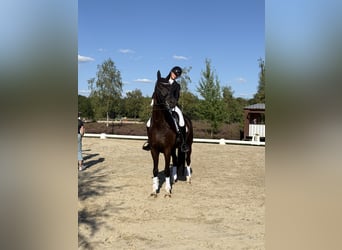 Hannoveraner, Wallach, 9 Jahre, 174 cm, Rappe